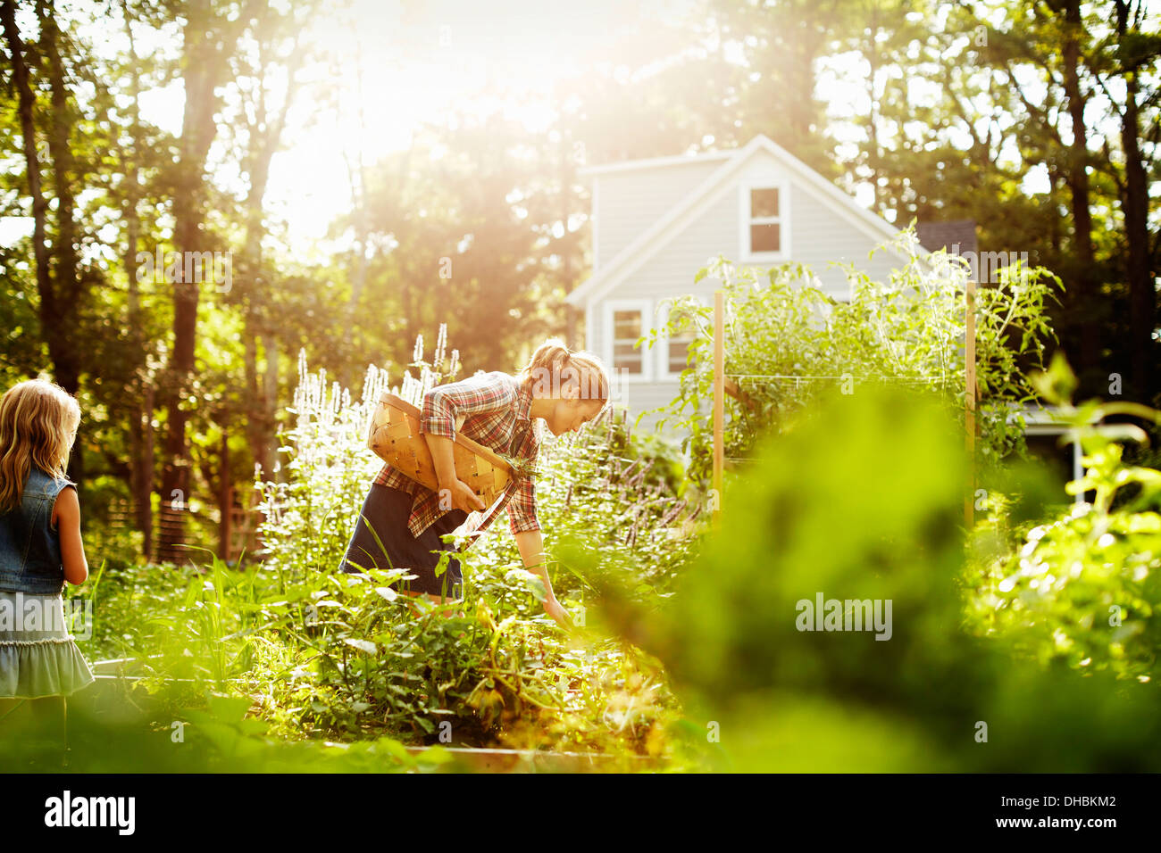 Eine Frau, die Kommissionierung Gemüse in einem Garten am Ende des Tages. Ein Kind, ein Spaziergang durch hohe Pflanzen. Stockfoto