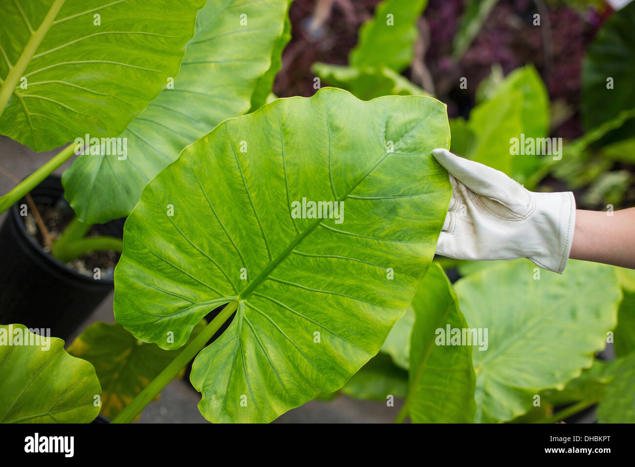 Arbeiten auf einem Bio-Bauernhof. Eine Frau mit Handschuhen untersucht die Blätter einer tropischen Pflanze. Stockfoto