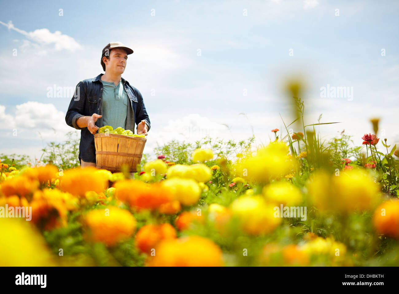 Ein Bauer bei seiner Feldarbeit im Staat New York. Eine gelbe und Orange aus biologischem Anbau Blume zuschneiden. Stockfoto