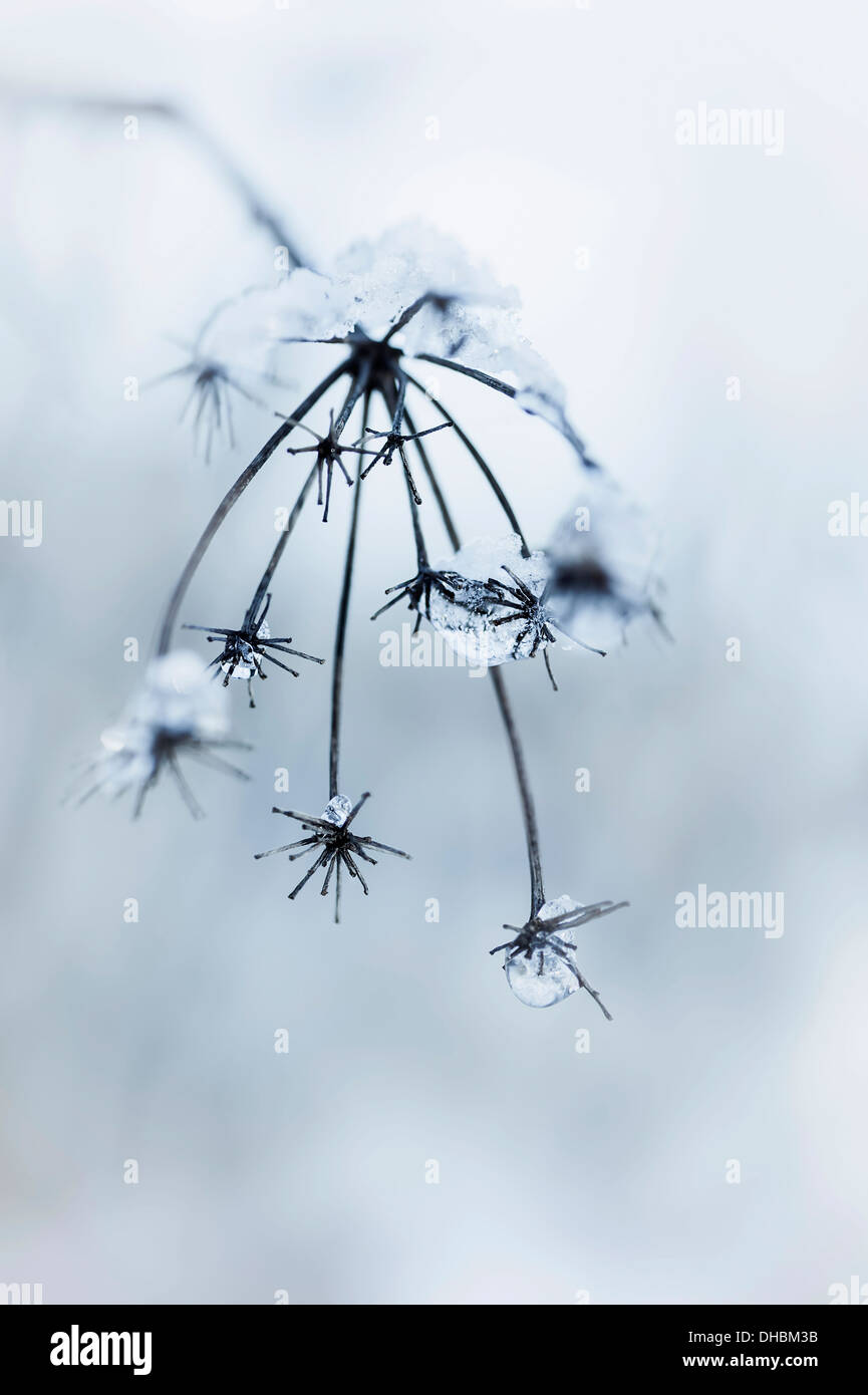 Bronze-Fenchel, Foeniculum Vulgare 'Purpureum', tot Flowerheads beugte sich über mit dem Gewicht von Schnee und Eiszapfen. Stockfoto