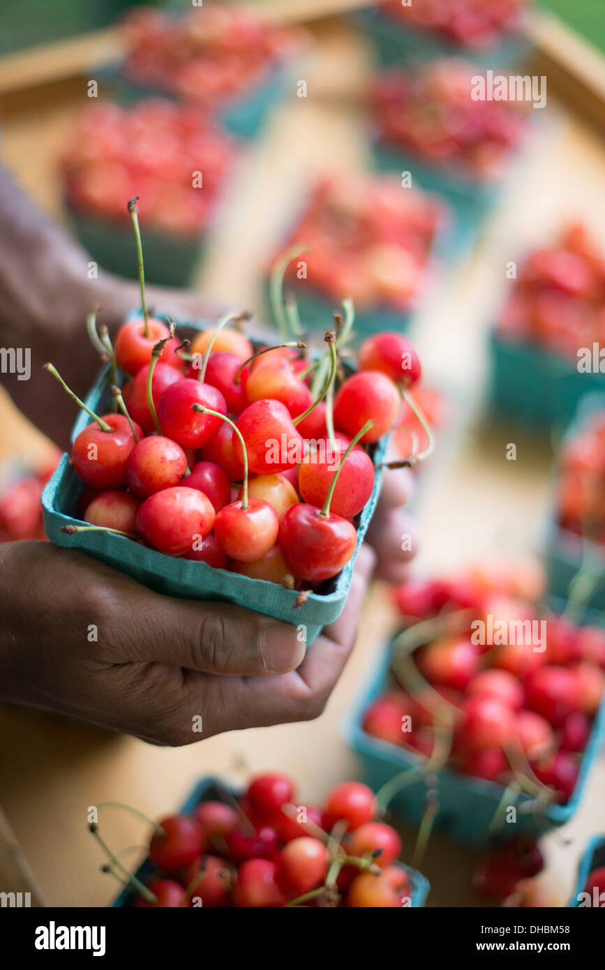 Bio-Obst auf einem Bauernhof Stand angezeigt. Kirschen in mitzugeben. Stockfoto