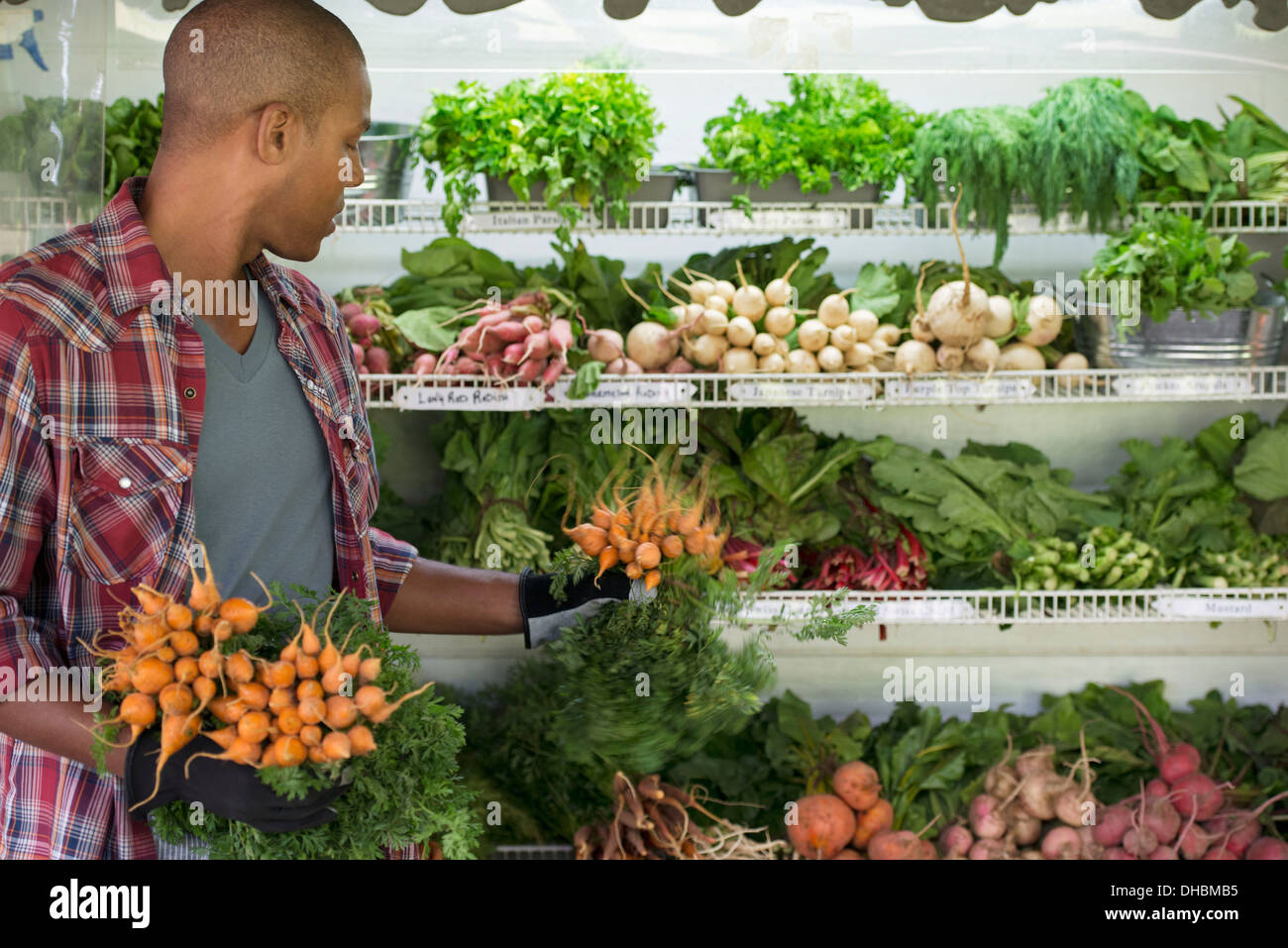 Eine Farm mit Reihen von frisch geerntetem Gemüse zum Verkauf stehen. Ein Mann hält Bund Karotten. Stockfoto