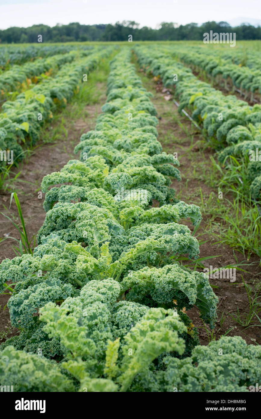 Reihen von lockigen grünen Gemüsepflanzen wachsen auf einem Bio-Bauernhof. Stockfoto
