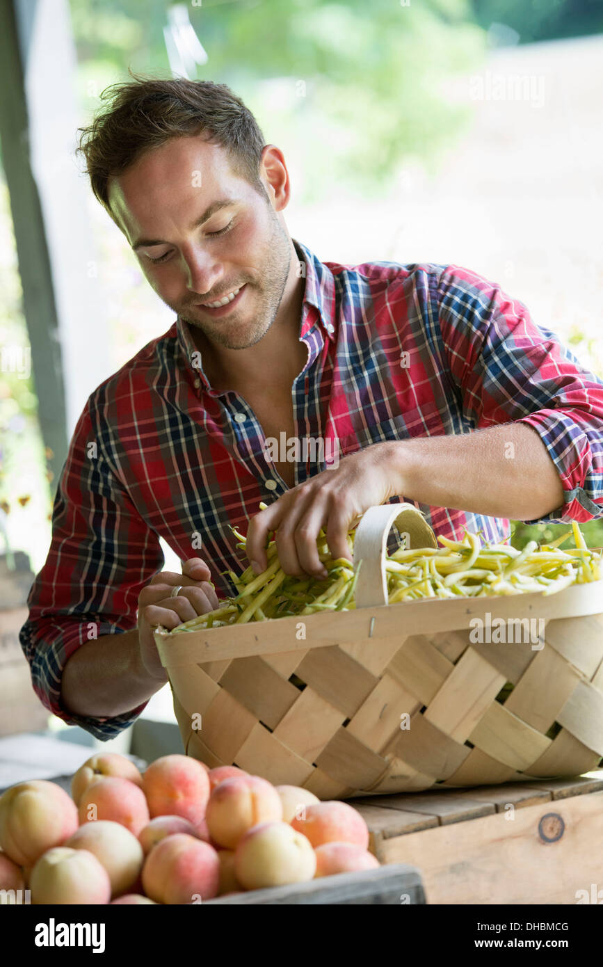 Ein Bauernhof Stand mit frischem Bio-Gemüse und Obst.  Ein Mann, Sortieren der Bohnen in einem Korb. Stockfoto