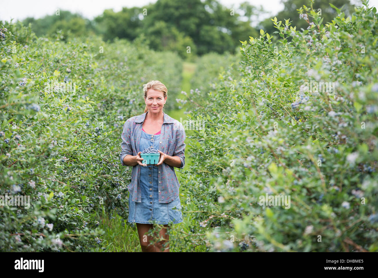 Ein Bio-Obst-Bauernhof. Eine Frau, die Ernte der Beeren von den Sträuchern. Stockfoto
