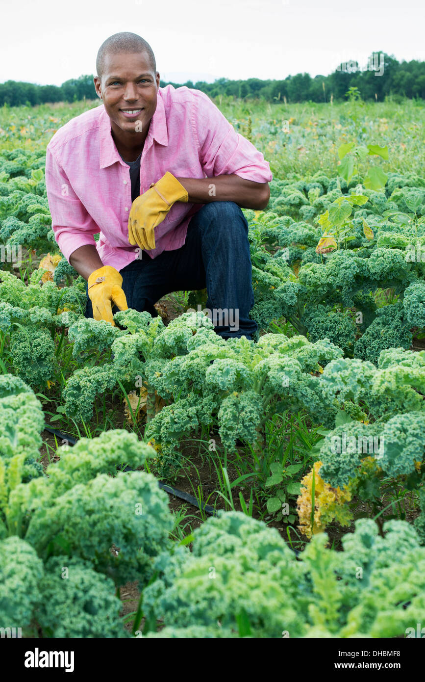 Reihen von lockigen grünen Gemüsepflanzen wachsen auf einem Bio-Bauernhof.  Ein Mann, inspizieren die Ernte. Stockfoto
