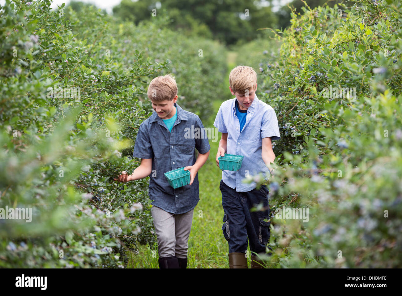Ein Bio-Obst-Bauernhof. Zwei jungen Kommissionierung Beerenfrüchte aus dem Gebüsch. Stockfoto