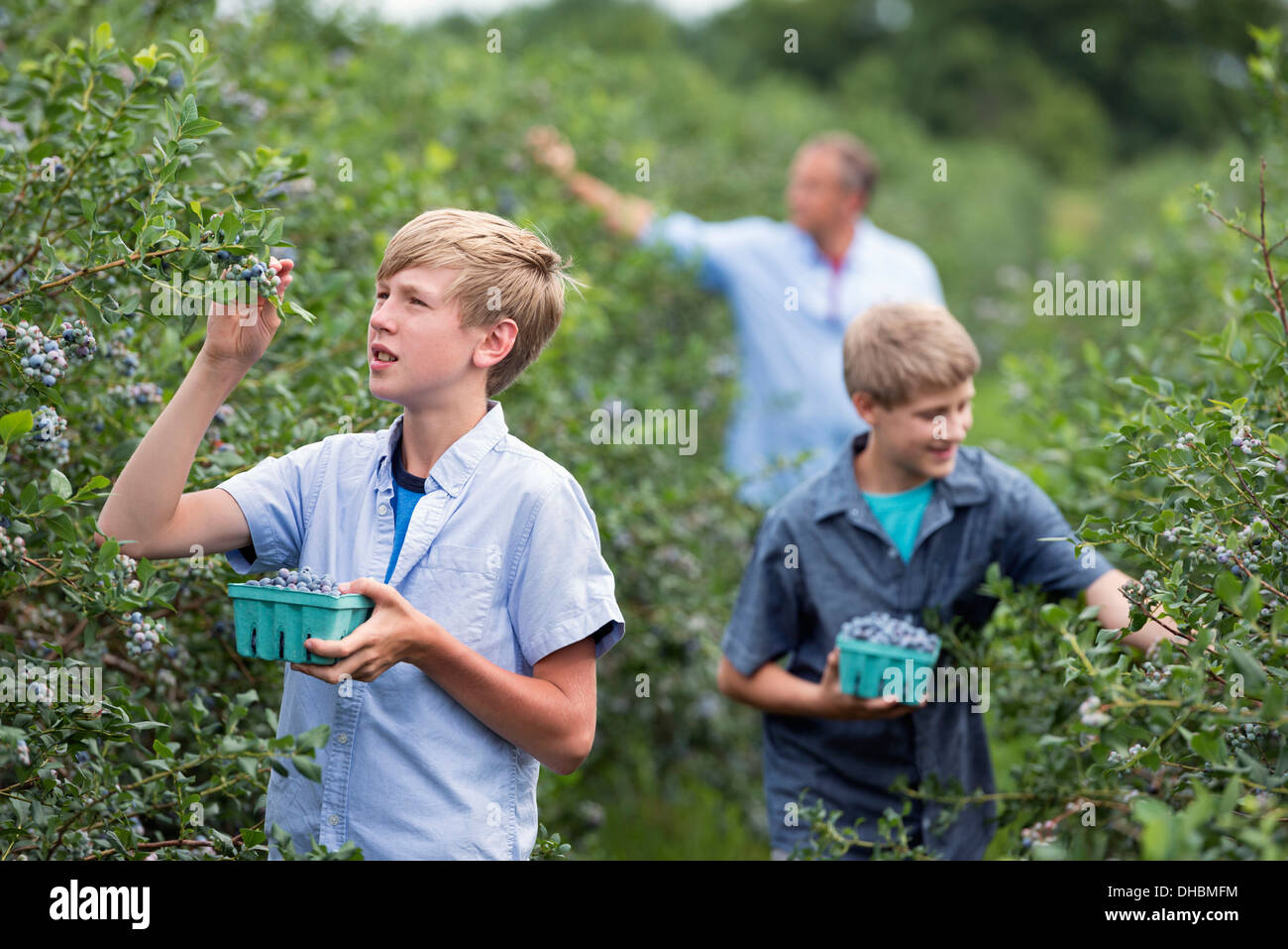 Ein Bio-Obst-Bauernhof. Eine Familie, die Ernte der Beeren von den Sträuchern. Stockfoto