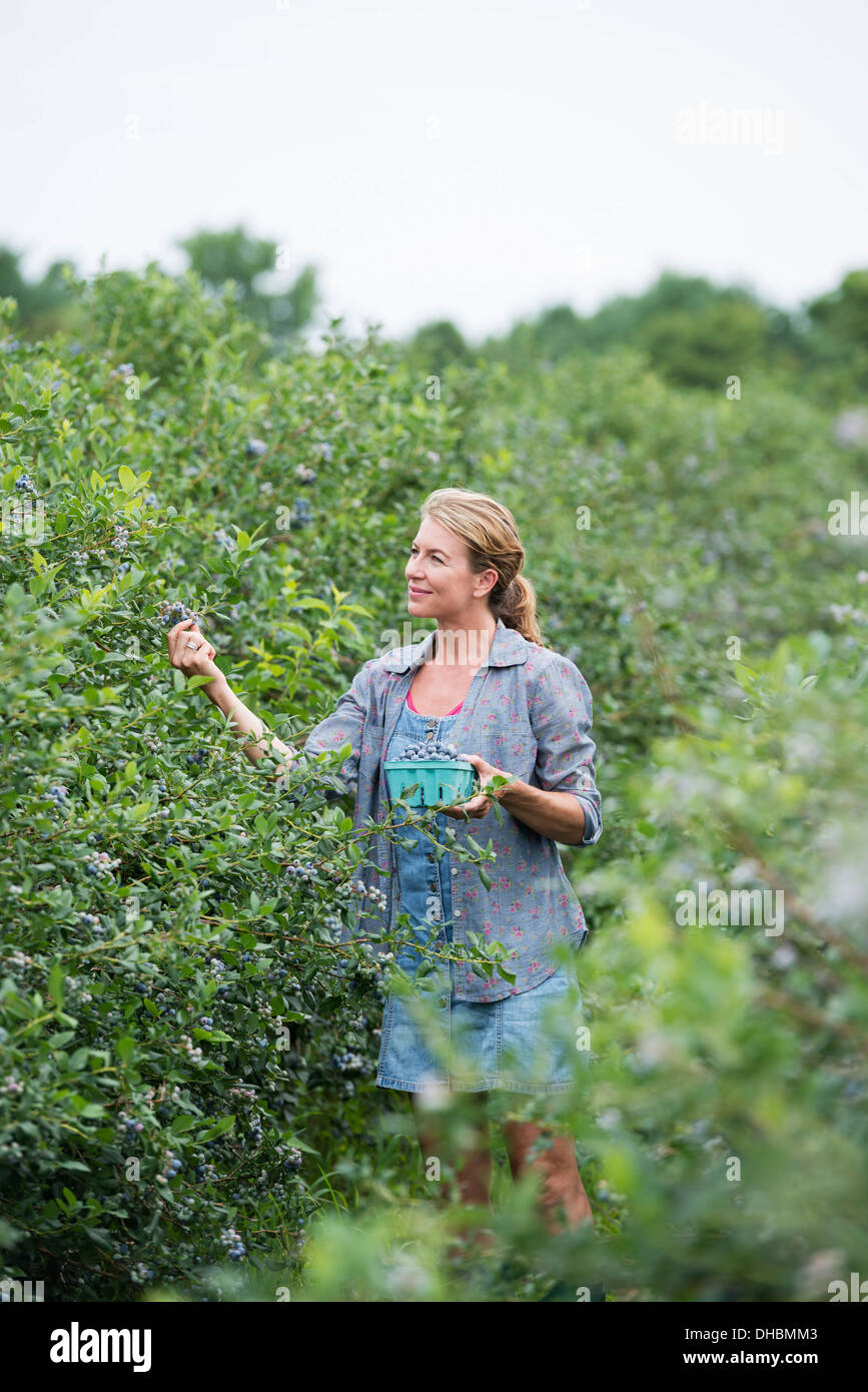 Ein Bio-Obst-Bauernhof. Eine Frau, die Ernte der Beeren von den Sträuchern. Stockfoto