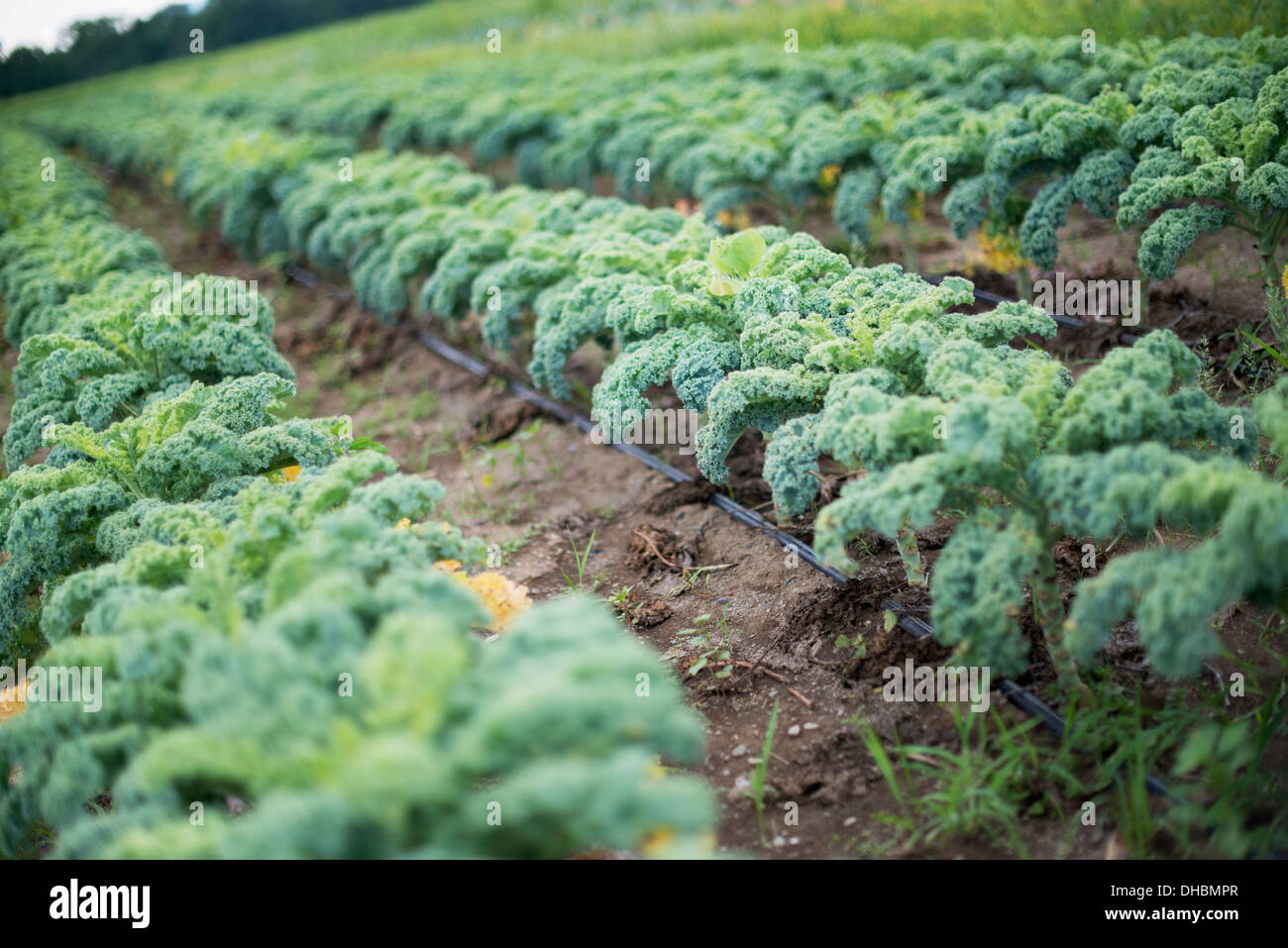 Reihen von lockigen grünen Gemüsepflanzen wachsen auf einem Bio-Bauernhof. Stockfoto