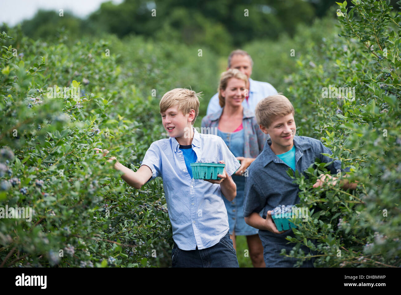 Ein Bio-Obst-Bauernhof. Eine Familie, die Ernte der Beeren von den Sträuchern. Stockfoto