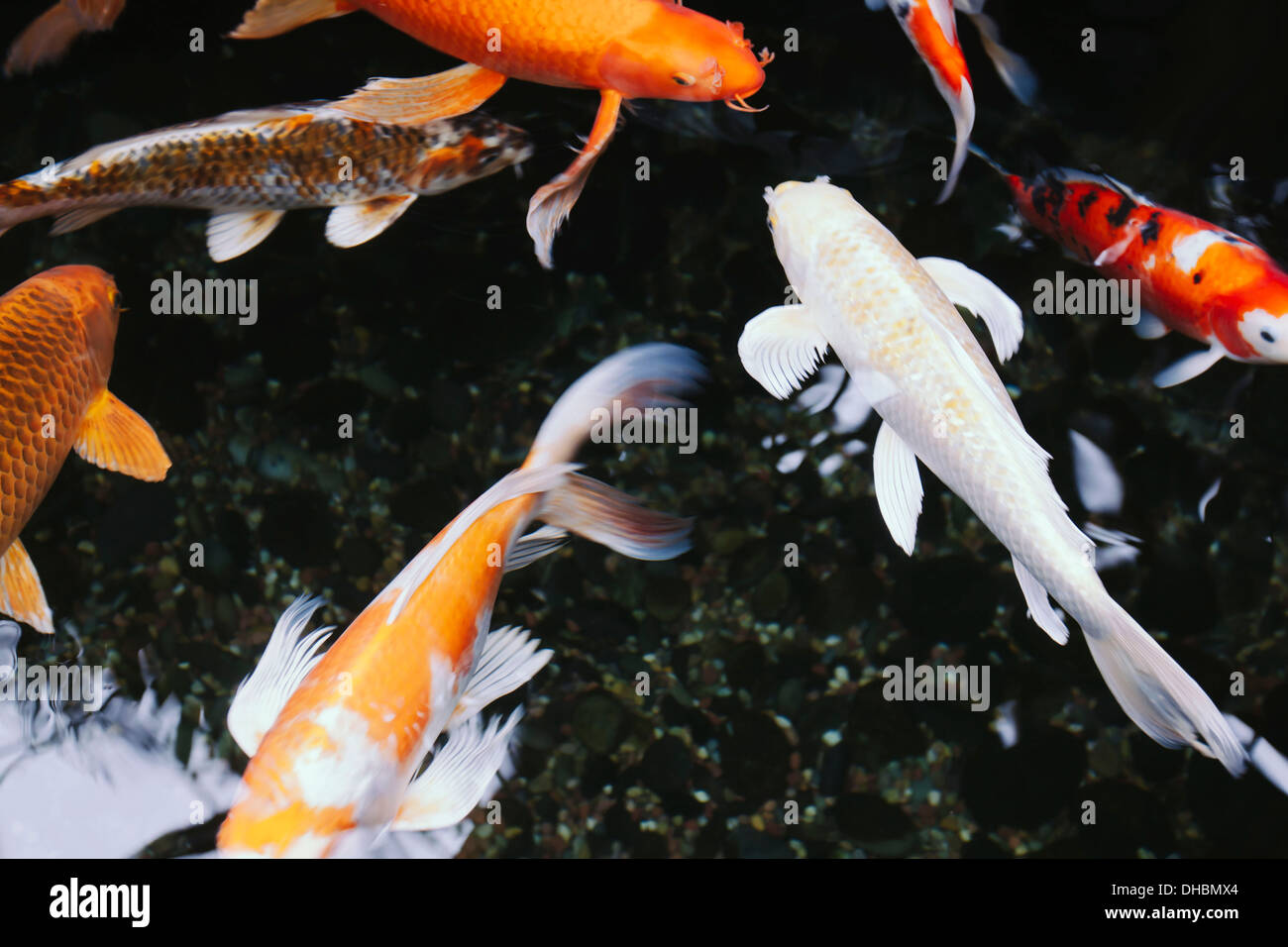 Koi fish in pond Fotos und Bildmaterial in hoher Auflösung Alamy