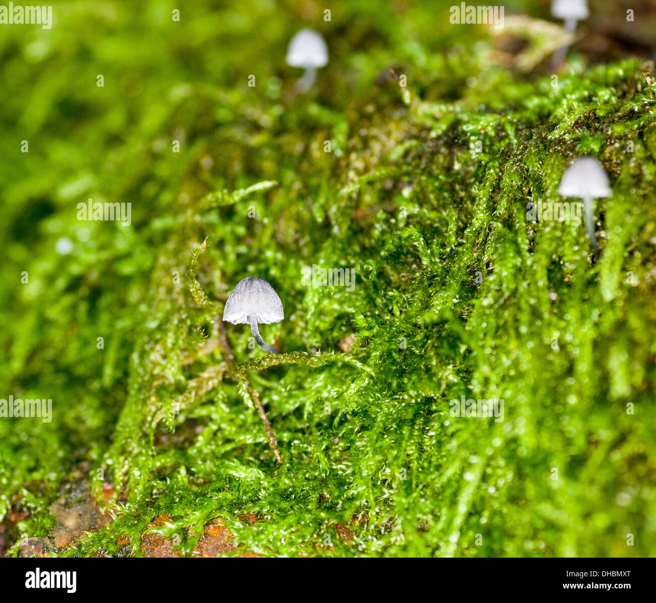 Mycena Erubescens Pilze wachsen auf Moos bedeckt toten Baumstamm Stockfoto