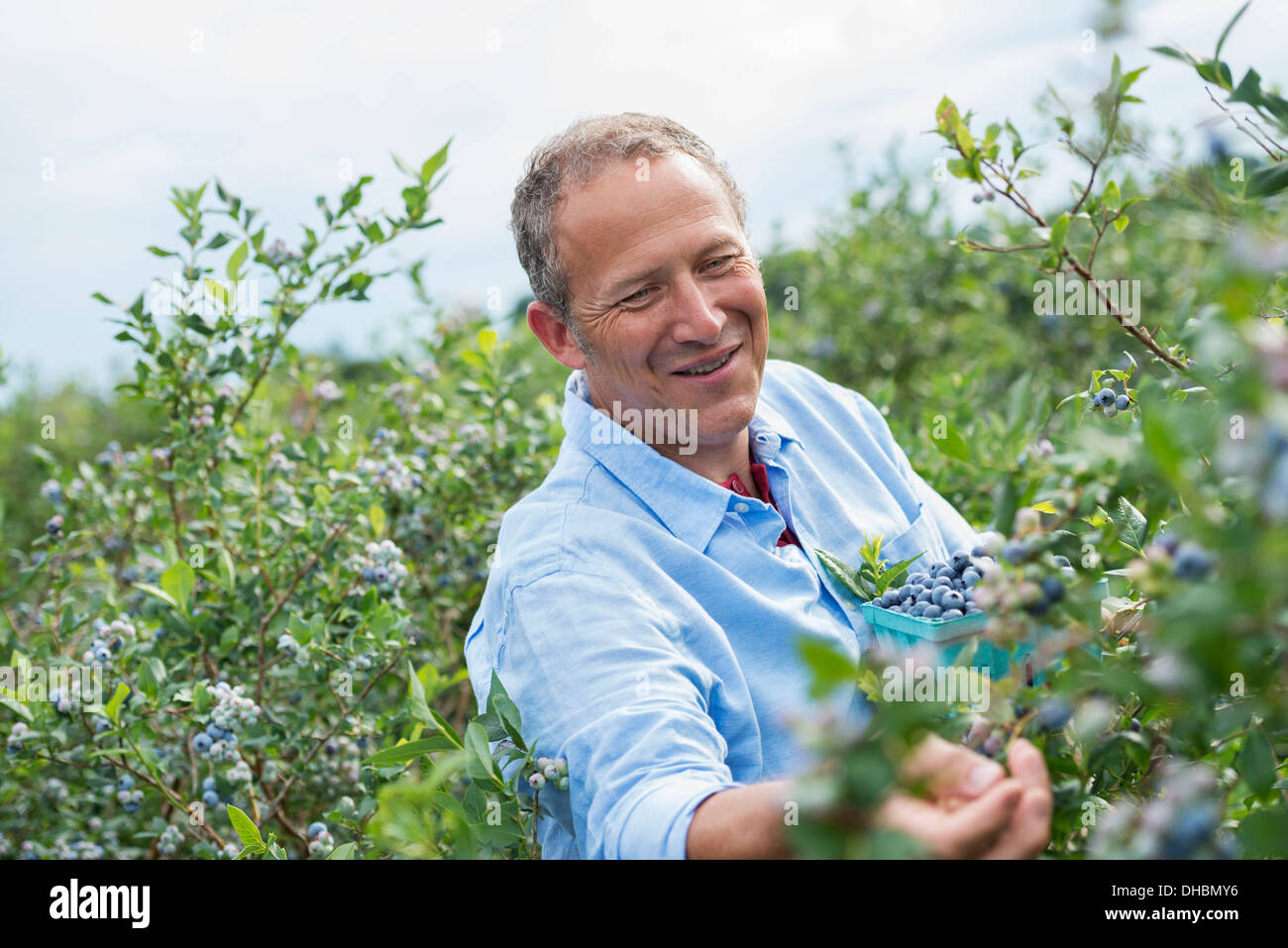Ein Bio-Obst-Bauernhof. Ein Mann, Kommissionierung der Beerenfrüchte aus dem Gebüsch. Stockfoto