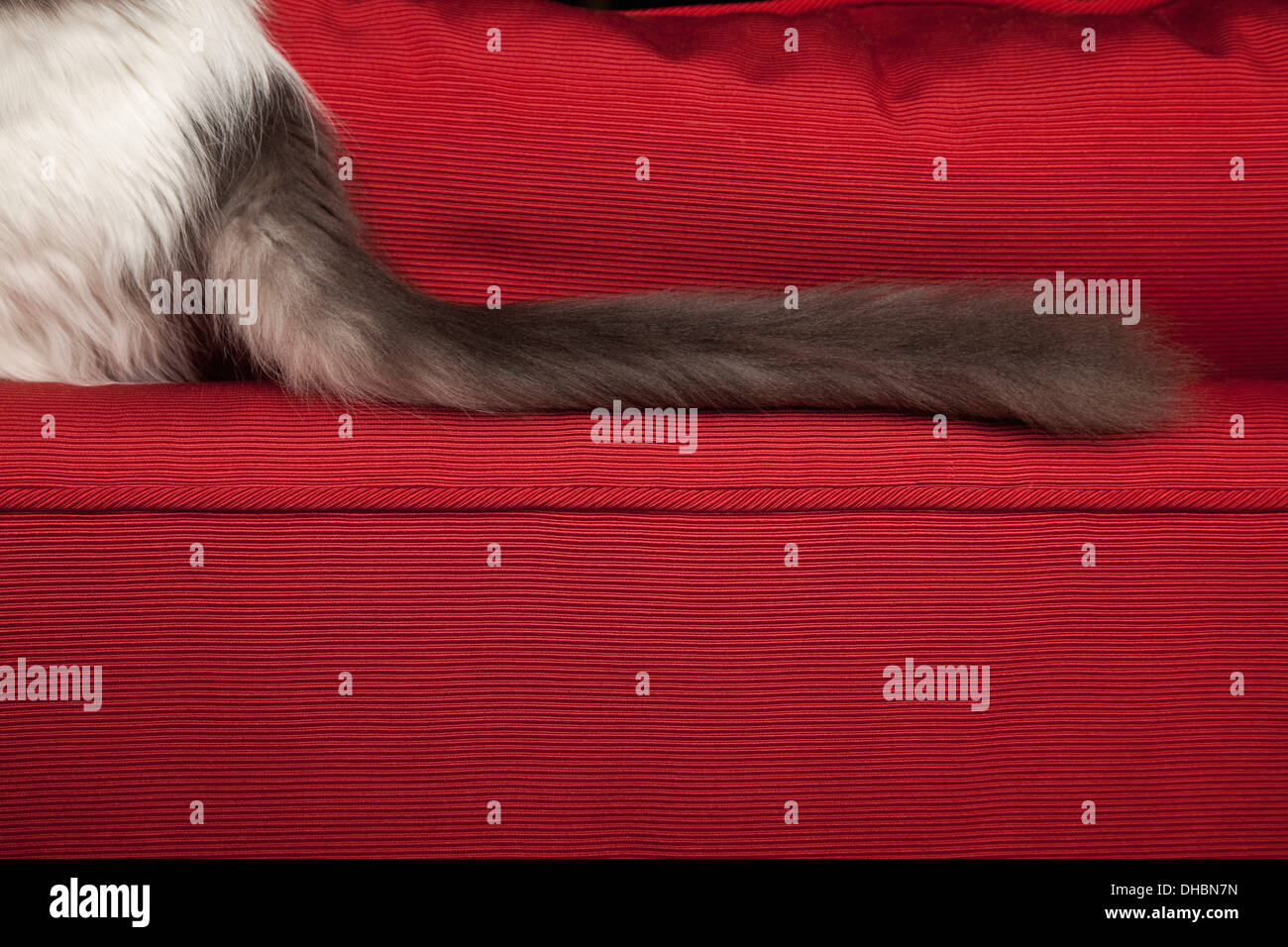 Ein Kätzchen auf einem roten Sofa, Blick auf langen flauschigen schwarzen Schwanzspitze. Stockfoto