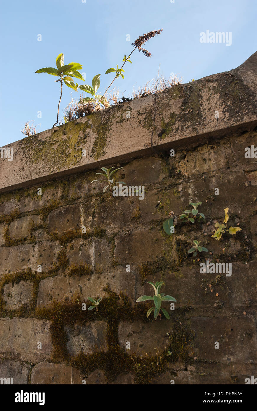 Buddleja, Buddleja Davidii, wachsende Abstimmungsprozesses urban Mauer in London. Stockfoto