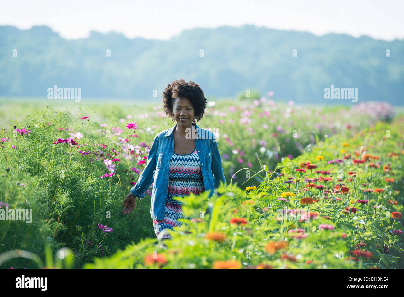 Eine Frau unter den Blumen wachsen in den Feldern stehen. Kosmos von rosa und weißen Blüten. Stockfoto