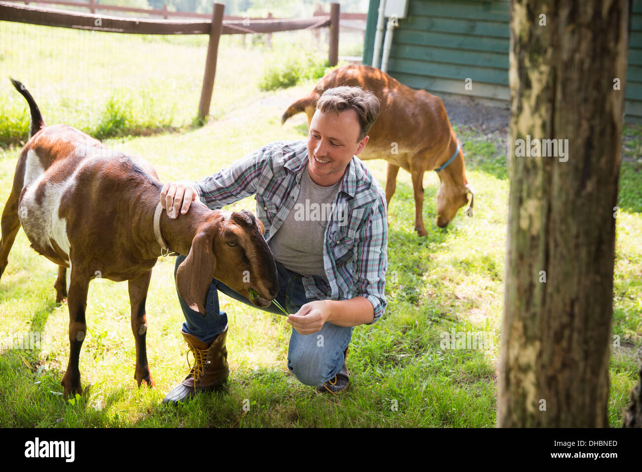 Ein Bio-Bauernhof in den Catskills. Ein Mann in einem Paddock mit zwei großen Ziegen. Stockfoto