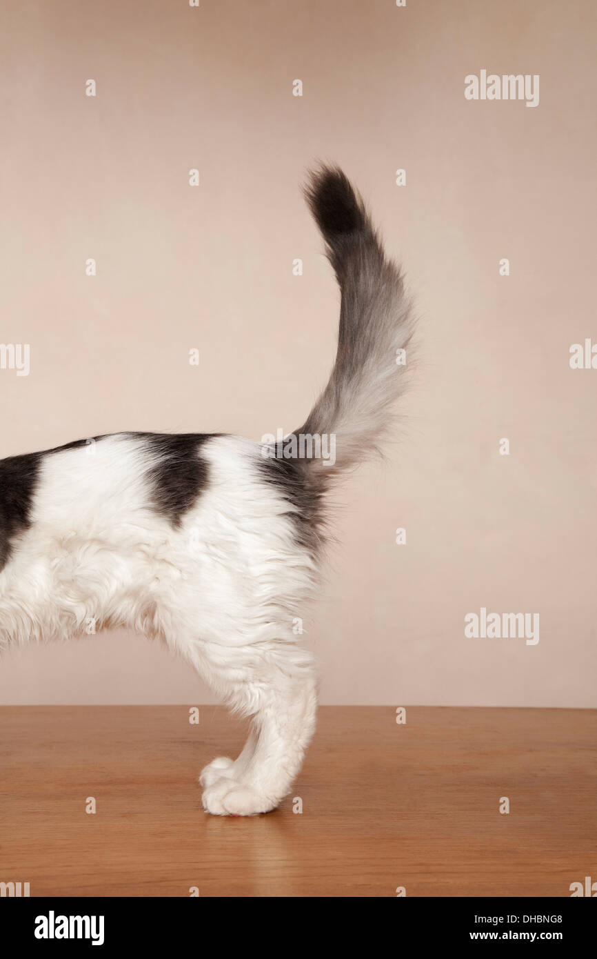 Ein junges Kätzchen mit schwarzen Flecken auf seinem weißen Fell auf dem Rücken, grauen und schwarzen Schwänzchen. Stockfoto