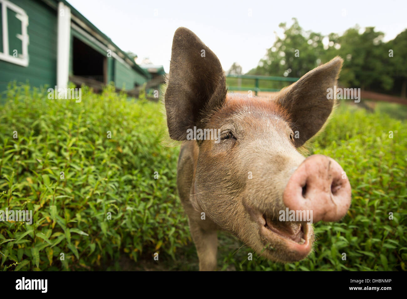 Ein Bio-Bauernhof in den Catskills. Ein Schwein. Stockfoto