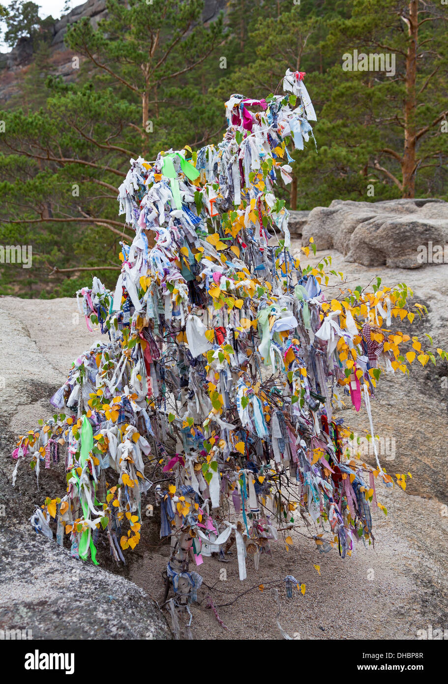 Sterbenden Baum. Ökologie-Konzept. (Menschen gebunden farbigen Bänder an Bäumen im Einklang mit der alten Tradition). Stockfoto