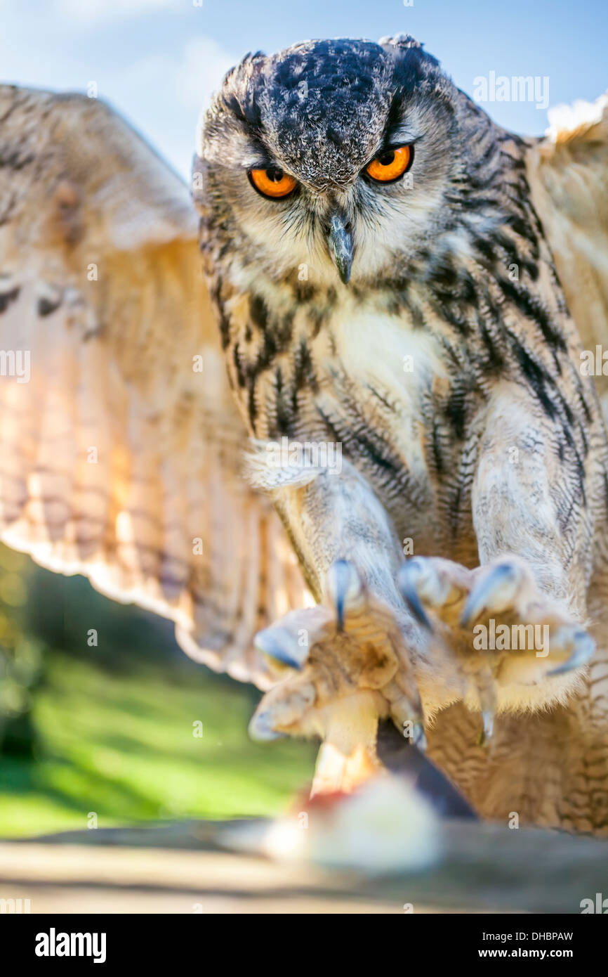Europäische oder eurasische Uhu, Bubo Bubo, mit großen orangefarbenen Augen Landung auf einem Baumstumpf Stockfoto