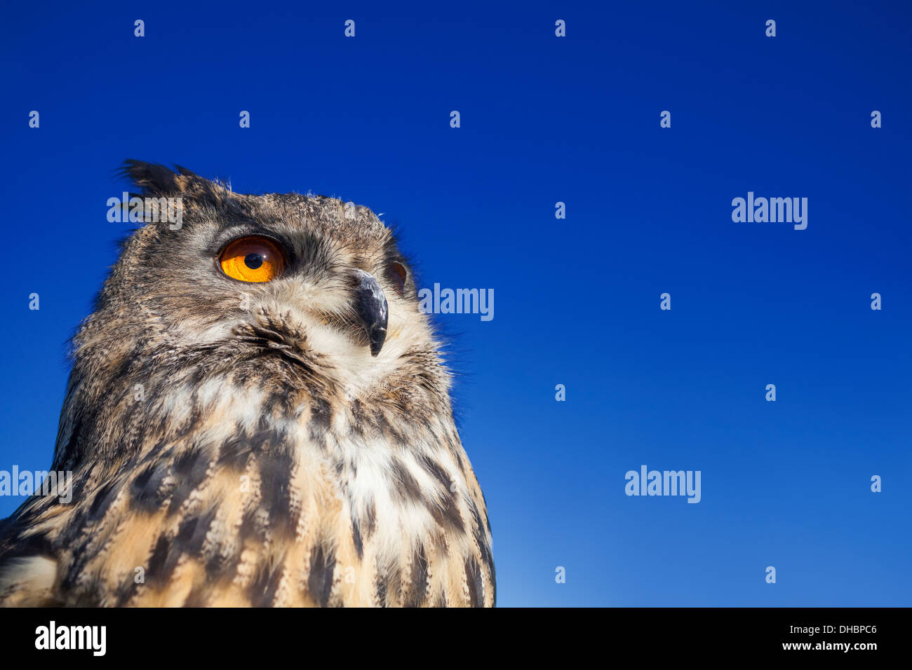 Europäische oder eurasische Uhu, Bubo Bubo, mit großen orangefarbenen Augen gegen einen dunkel blauen Abendhimmel Nacht Stockfoto