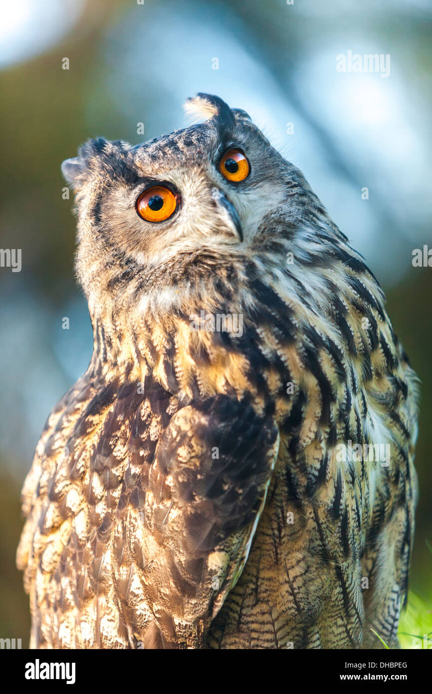 Europäische oder eurasische Uhu, Bubo Bubo, mit großen orangefarbenen Augen Stockfoto