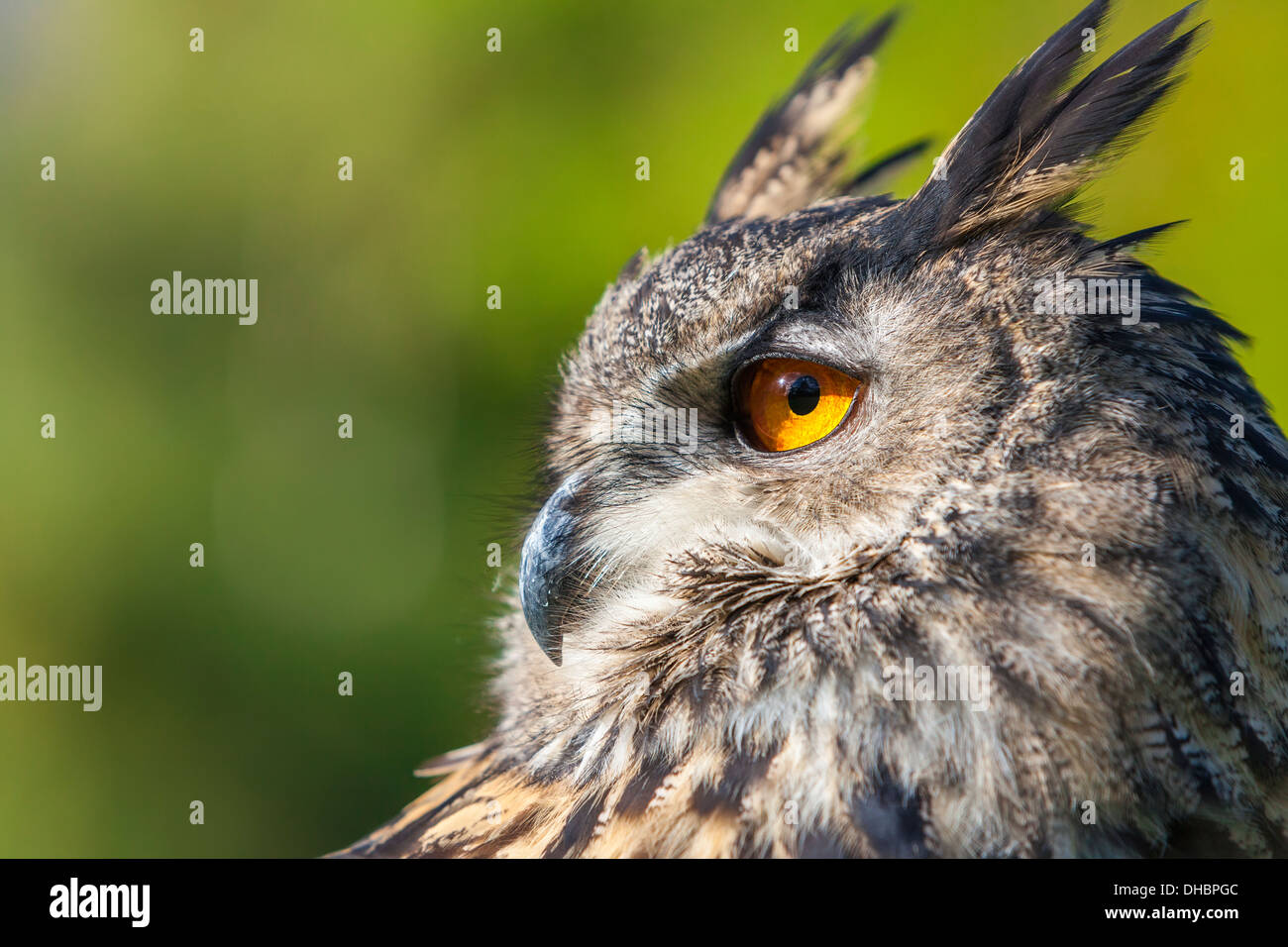 Europäische oder eurasische Uhu, Bubo Bubo, mit großen orangefarbenen Augen Stockfoto
