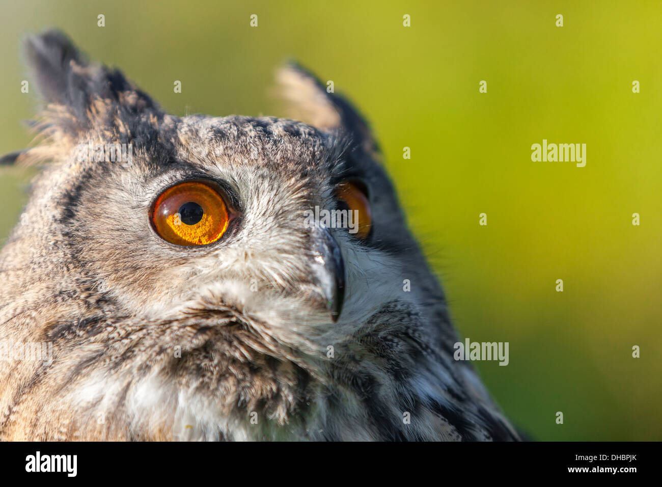 Europäische oder eurasische Uhu, Bubo Bubo, mit großen orangefarbenen Augen Stockfoto