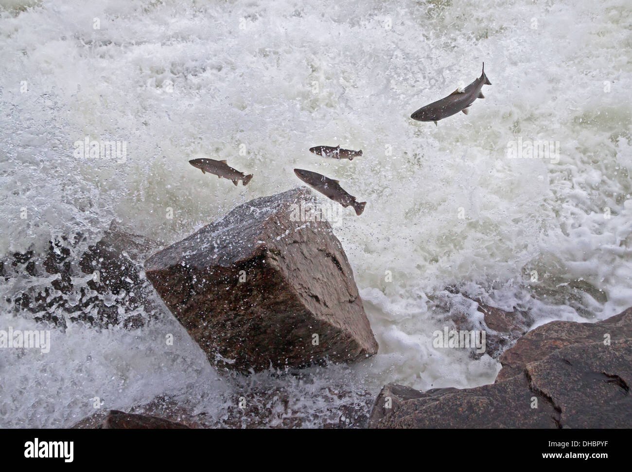 Gruppe der Lachse flussaufwärts in den Fluss springen. Stockfoto