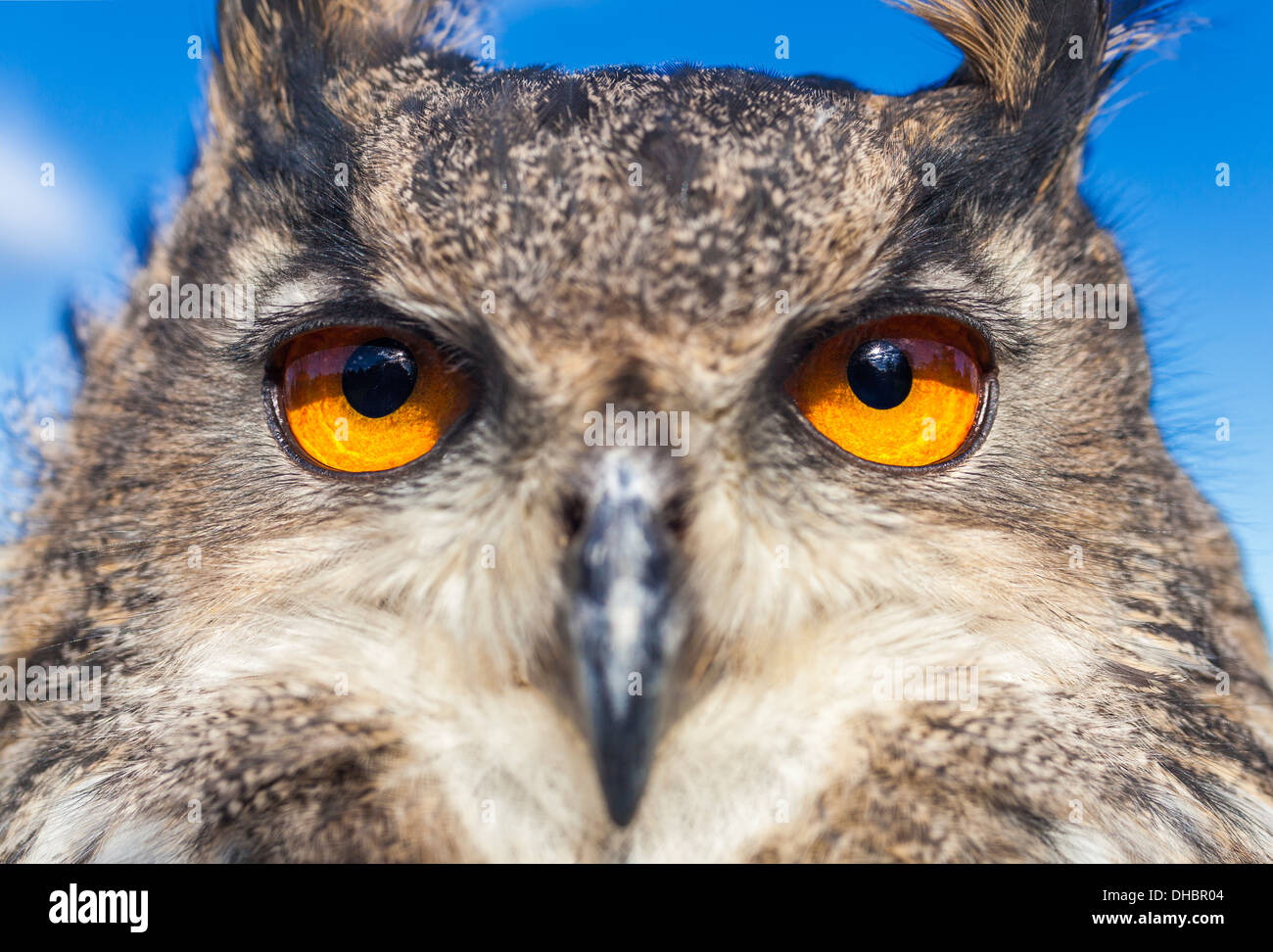 Europäische oder eurasische Uhu, Bubo Bubo, mit großen orangefarbenen Augen Stockfoto