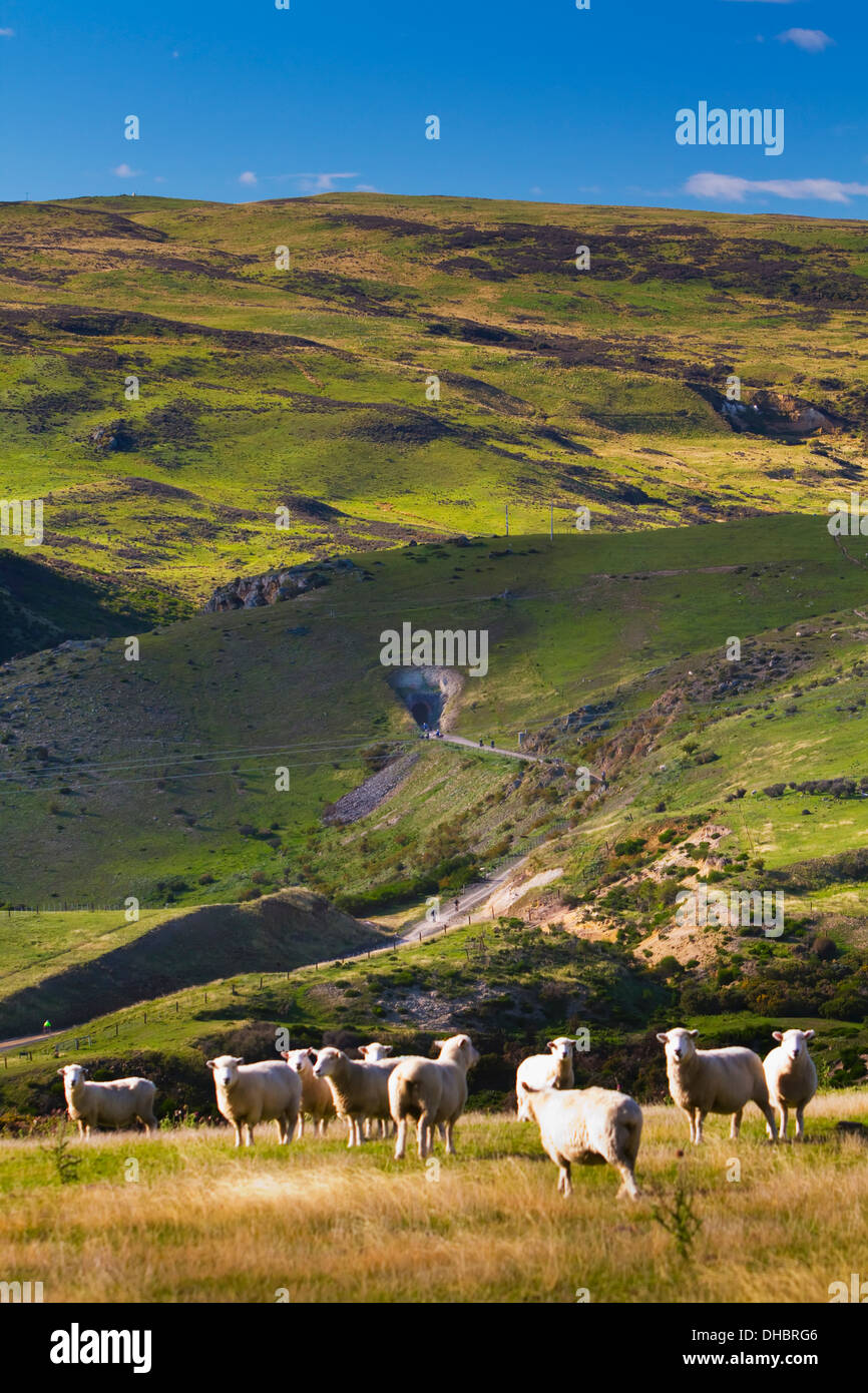 Schafbeweidung auf einem Feld von New Zealand Otago Central Rail Trail; Otago, Neuseeland Stockfoto