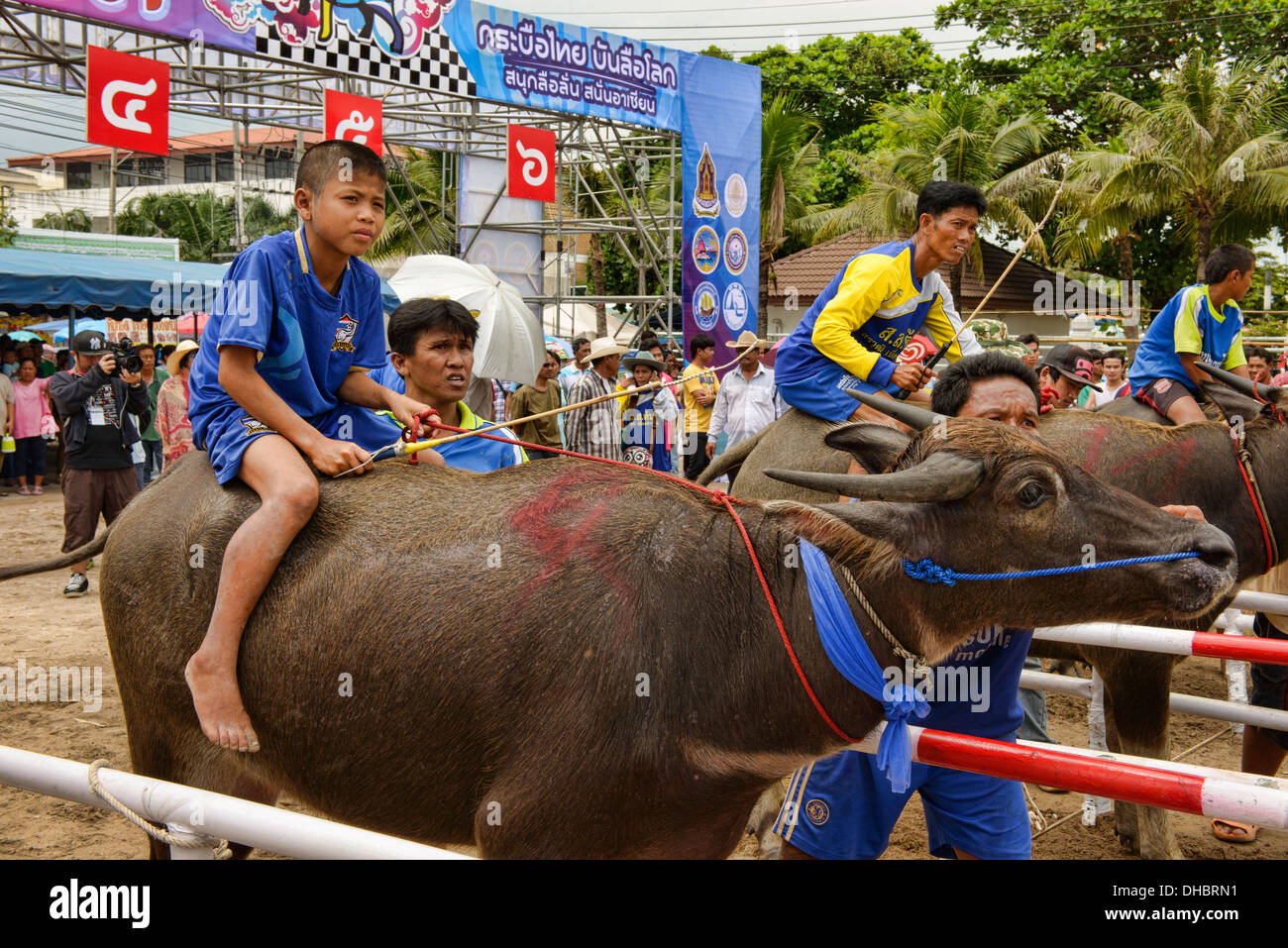 Laufen der Stiere. Wasserbüffel und Jockey bei der Chonburi Buffalo Racing Festival, Thailand Stockfoto