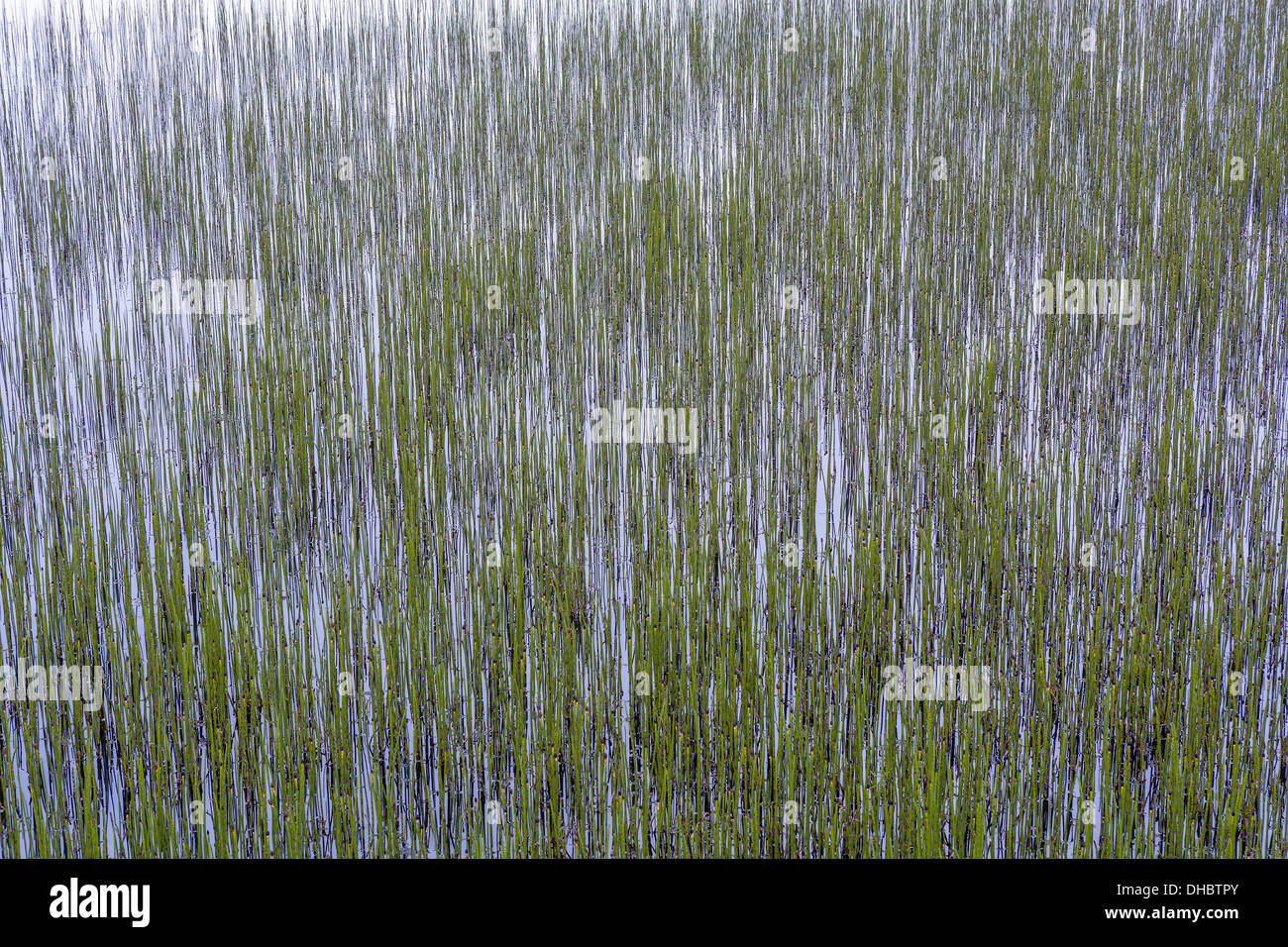 Wasser Rasen, Ost-Island Stockfoto
