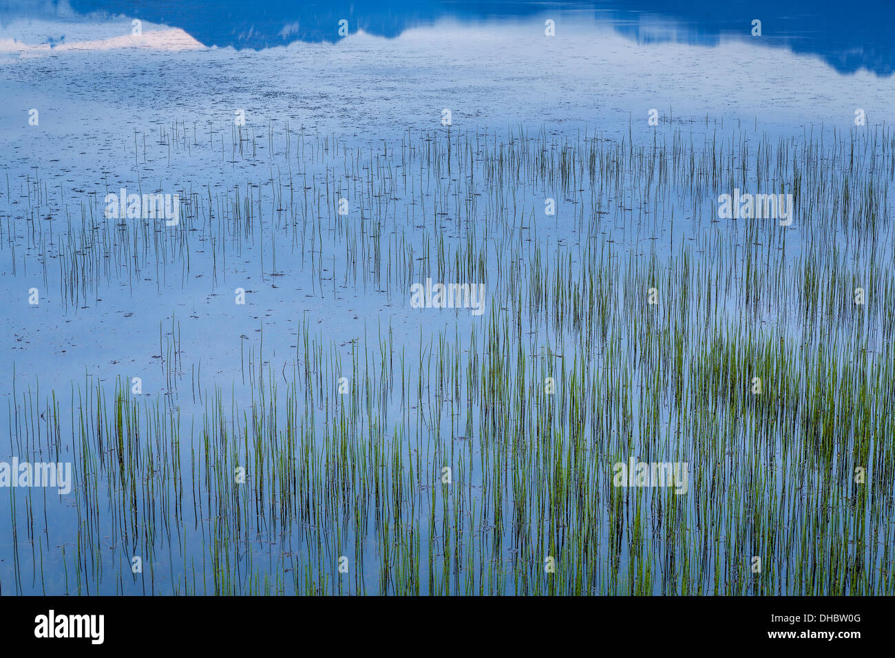 Wasser Rasen, Ost-Island Stockfoto