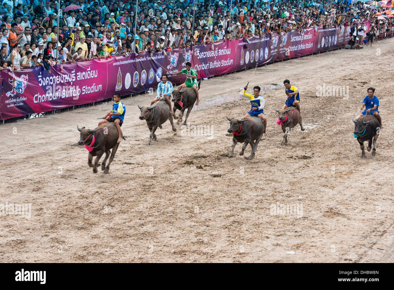 Laufen der Stiere. Wasserbüffel Rennen mit ihren Jockeys bei der Chonburi Buffalo Racing Festival, Thailand Stockfoto