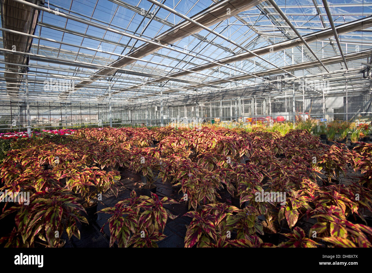 Eine Bekämpfung von Coleus Pflanzenbau (Solenostemon Scutellarioides) in Vichy gartenbaulichen Erzeugung Zentrum. Stockfoto