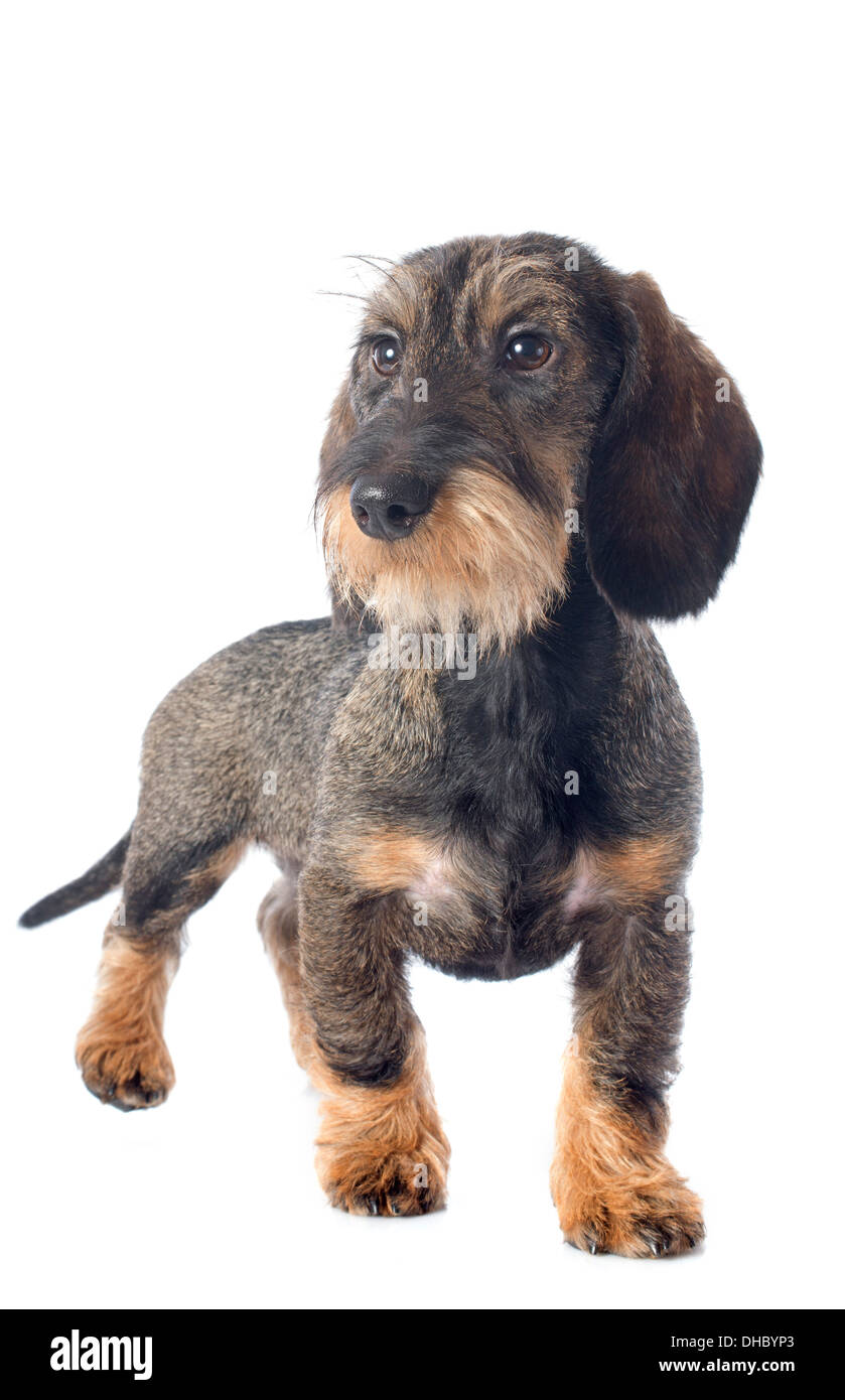 Welpe Wire haired Dackel vor weißem Hintergrund Stockfoto