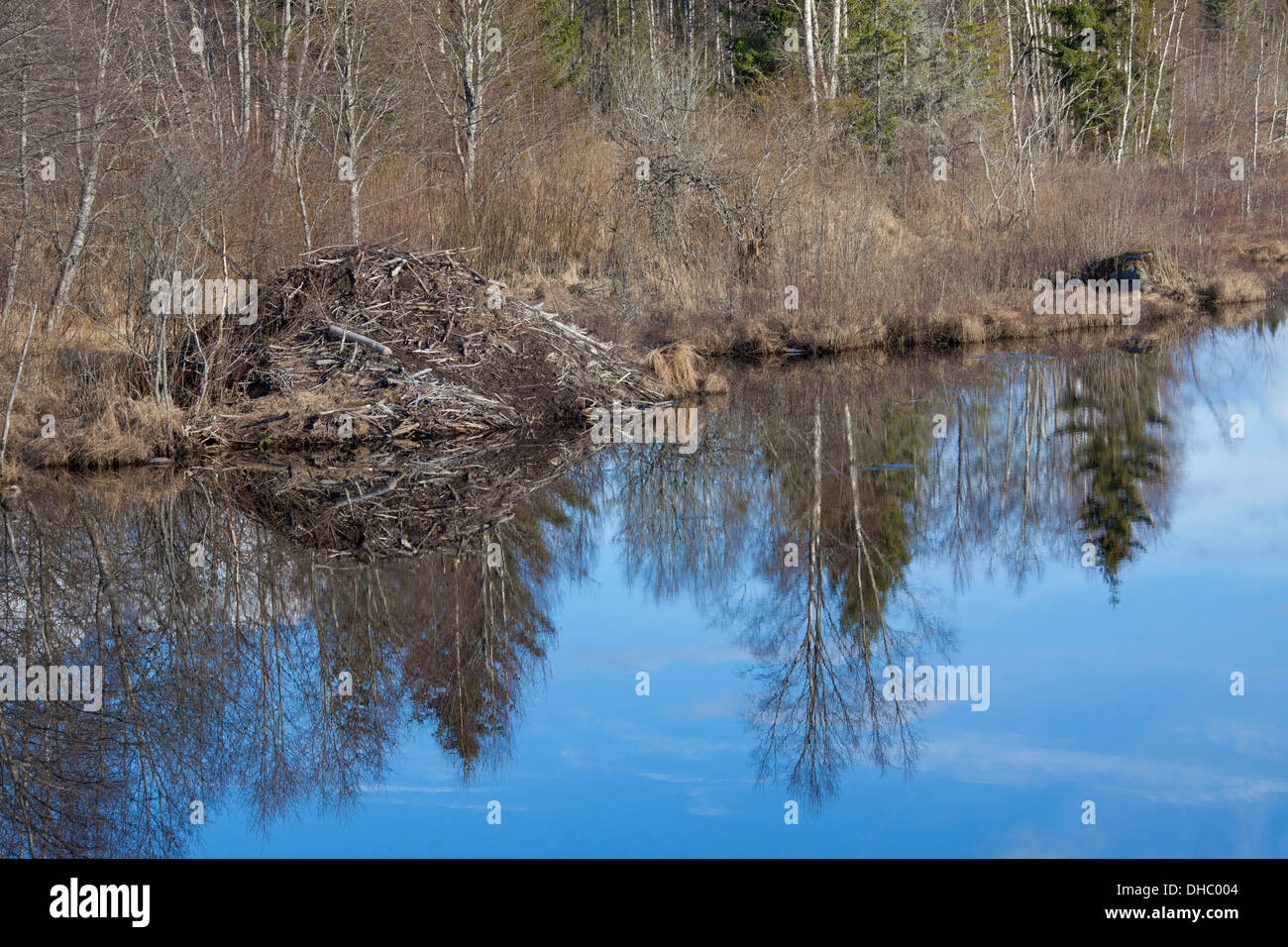 Eurasische Biber / europäische Biber (Castor Fiber) lodge aus abgeschnittenen Zweigen und Schlamm Seeufer, Scandinavia Stockfoto