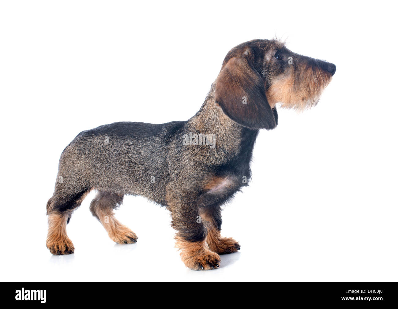 Welpe Wire haired Dackel vor weißem Hintergrund Stockfoto