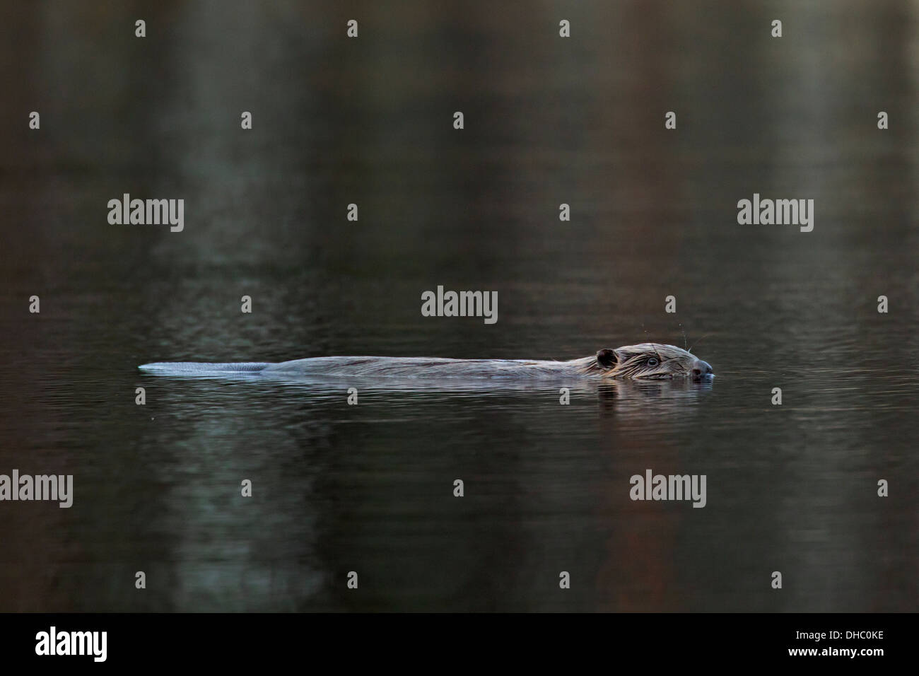 Eurasische Biber / europäische Biber (Castor Fiber), Schwimmen im See Stockfoto