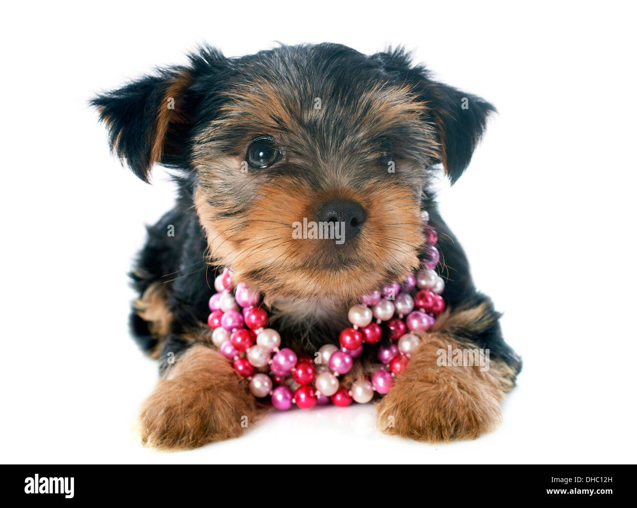 Yorkshire-Terrier Welpen vor weißem Hintergrund Stockfoto