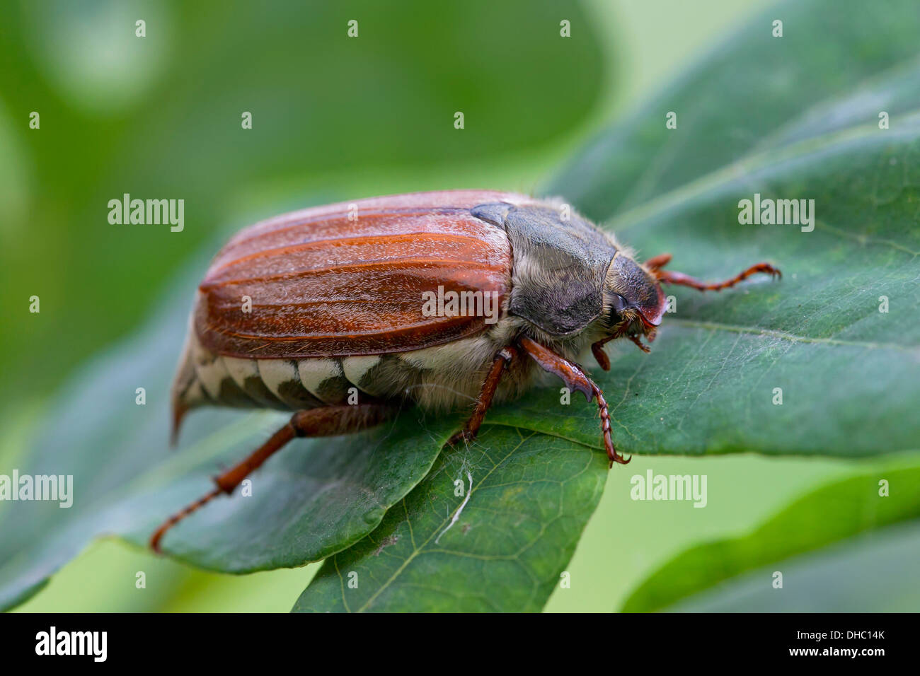 Gemeinsamen Maikäfer / Mai Bug (Melolontha Melolontha) auf Blatt in Eiche in breitblättrigen Wäldern Stockfoto