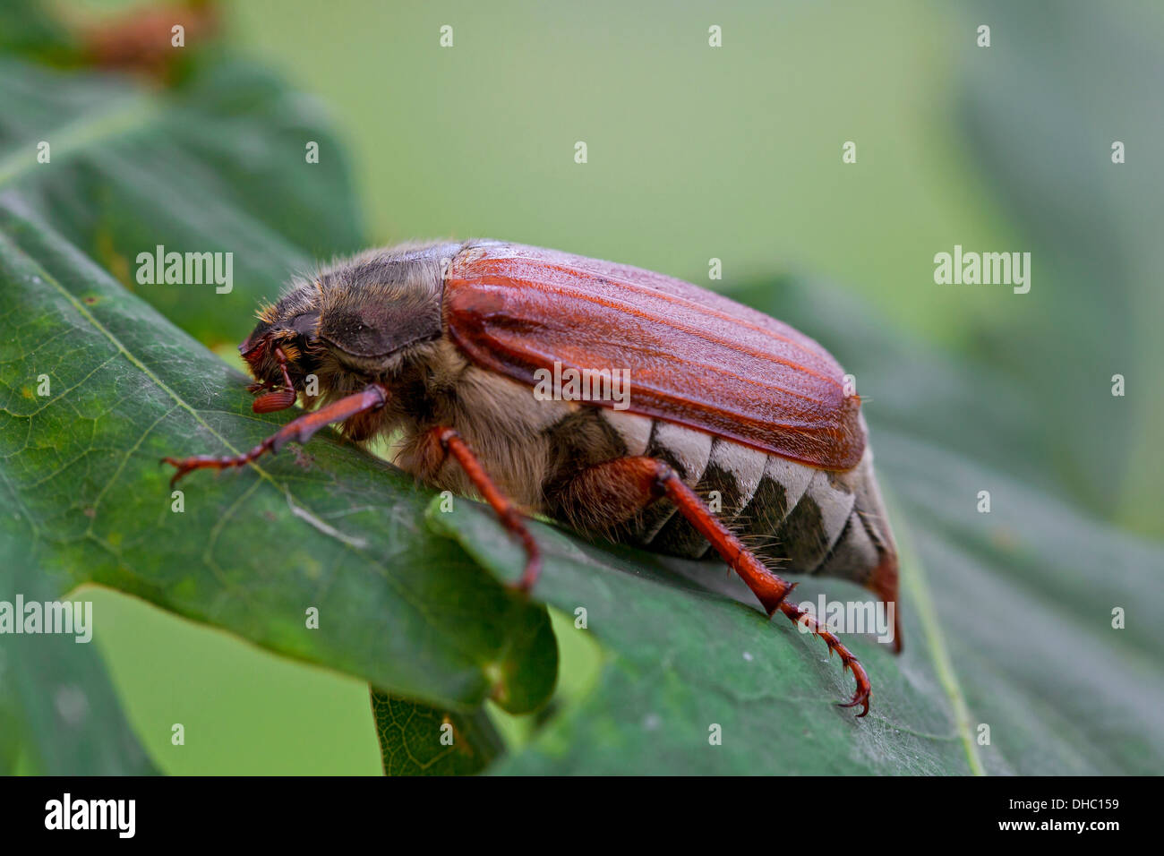 Gemeinsamen Maikäfer / Mai Bug (Melolontha Melolontha) auf Blatt in Eiche in Laub-Wald Stockfoto