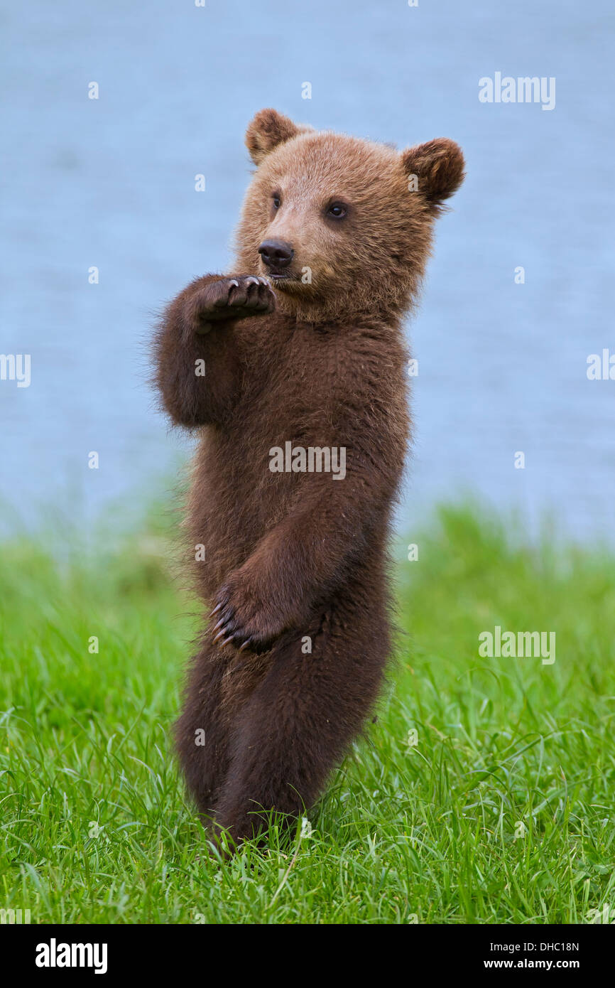 Europäischer Braunbär / eurasischen Braunbären (Ursus Arctos Arctos) Cub stehen aufrecht auf den Hinterbeinen am Ufer / Lake shore Stockfoto