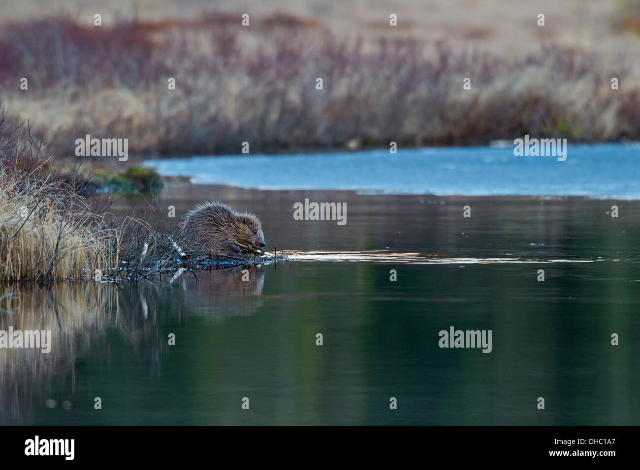 Eurasische Biber / europäische Biber (Castor Fiber) am Seeufer sitzend und nagt auf Zweig, Schweden, Skandinavien Stockfoto