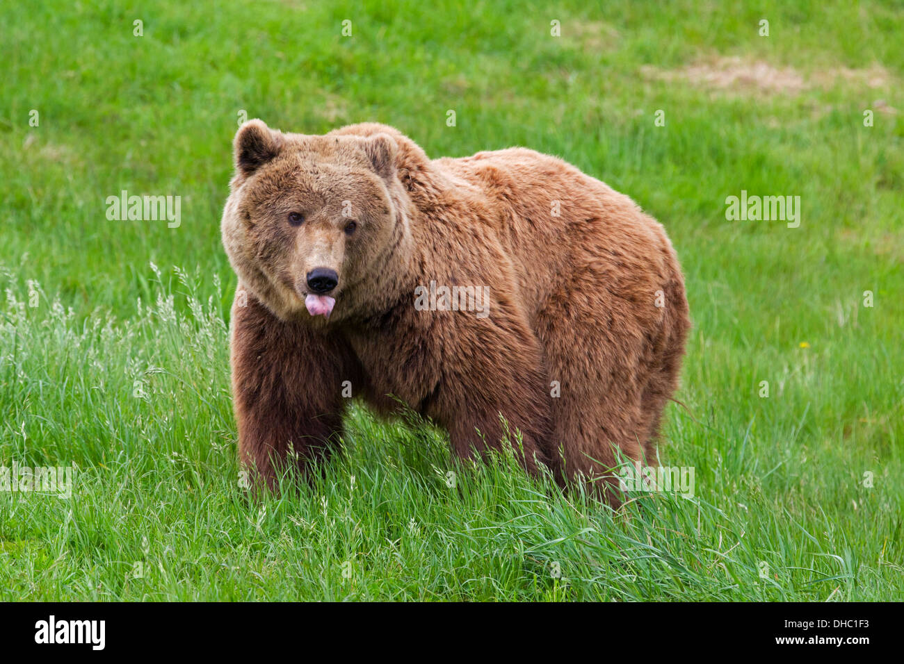 Europäischer Braunbär / eurasischen Braunbären (Ursus Arctos Arctos) in Grünland Zunge herausstrecken Stockfoto
