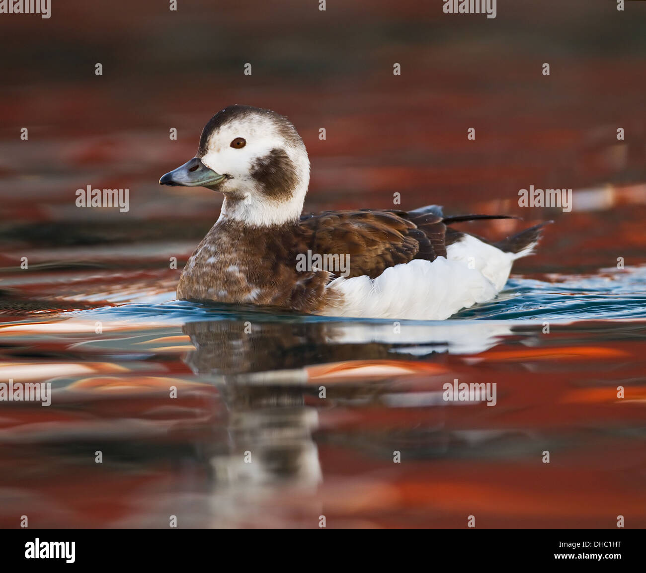 Weibliche Eisente Schwimmen im Hafen Stockfoto