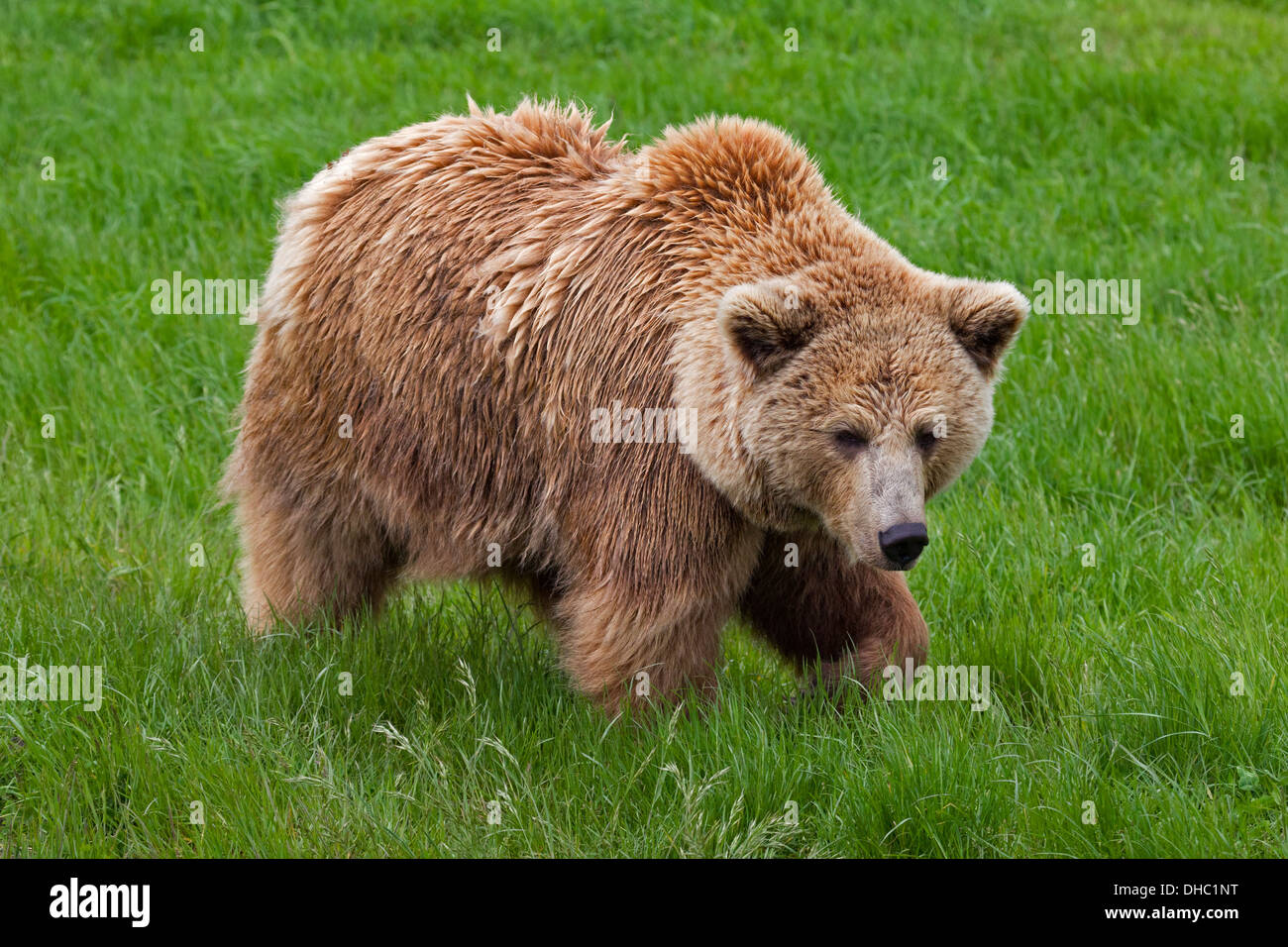 Europäischer Braunbär / eurasischen Braunbären (Ursus Arctos Arctos) auf Nahrungssuche in Wiese Stockfoto